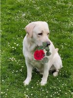 Callyswood Anthony At Spprucedell